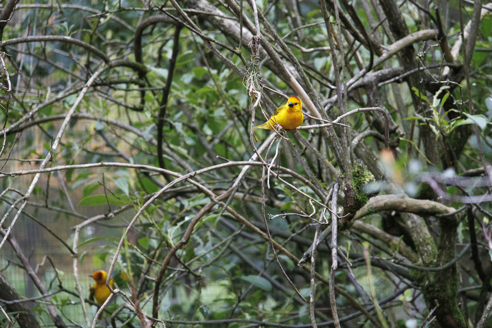 Woodland Park Zoo — photo 58